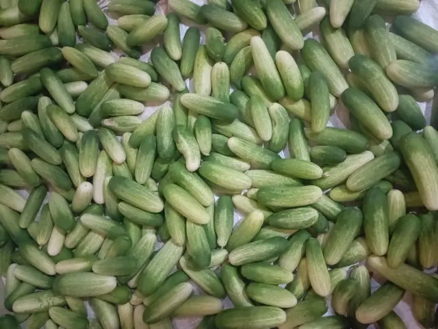 Timun Segar