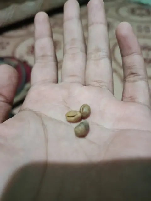 Green Beans & Roast Beans Robusta Jollong - Foto 3